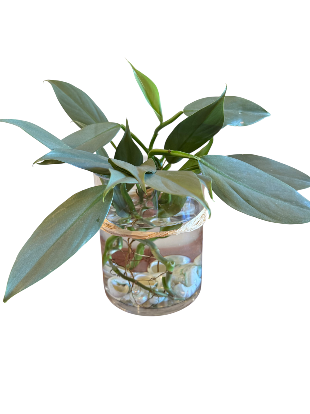Vase Plants