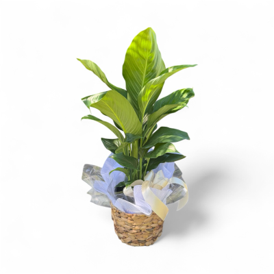 Plants - Living house plants delivered same day